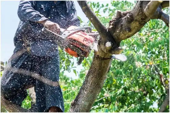 tree services Little Round Lake